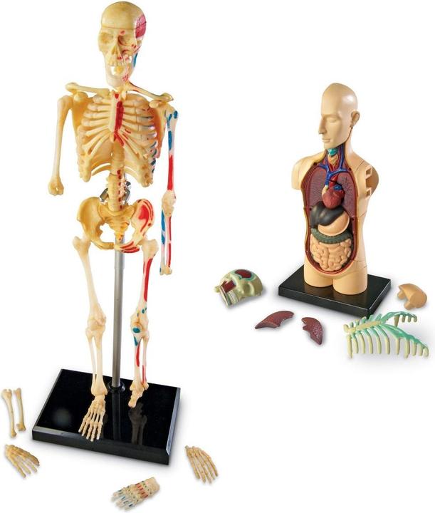 Actual product image Learning Resources Anatomiemodell-Set für Lernen und Studium