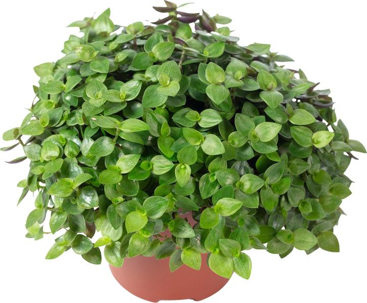 Produktbild Flowerbox Kriechendes Schönpolster - Callisia Turtle "Smit Eden Elegance" (15 cm)