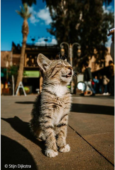 Produktbild Sony FE 16mm f/1.8 G (Sony E, Vollformat)