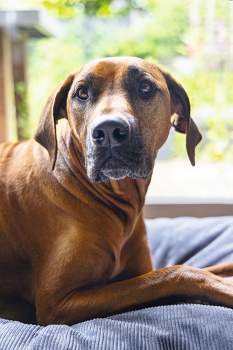 Immagine prodotto Beeztees Cuscino ortopedico per divano Veo (Cane)