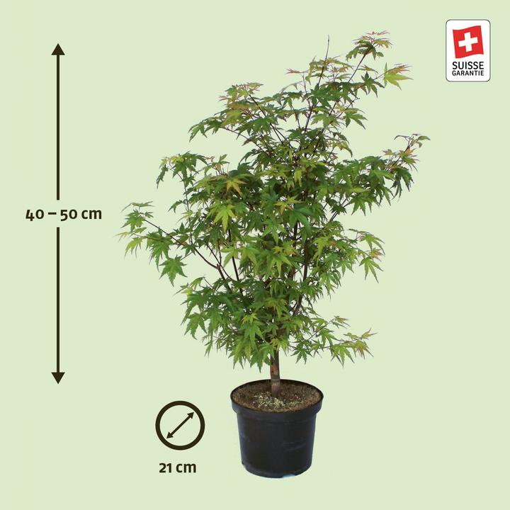 Produktbild Zulauf Japanischer Fächer-Ahorn / Acer palmatum 'Katsura' (50 cm)