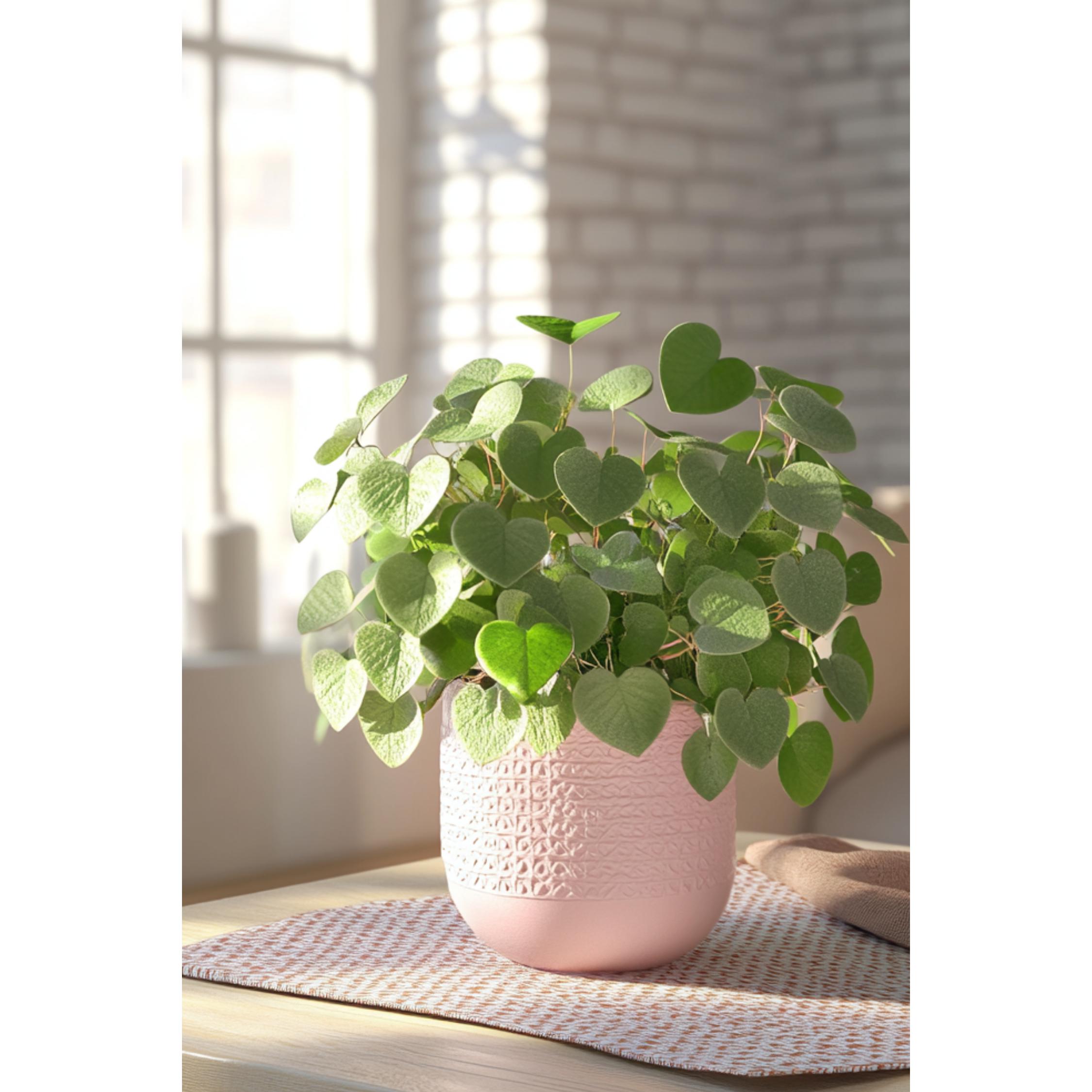 Thumbnail - Plant in a Box, Pflanzen, Eucalyptus Botanic Hearts P15 x2 - 2er Set Eukalyptus (35 cm)