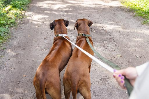 Actual product image Designed by Lotte Dog collar Velura (Dog, General)