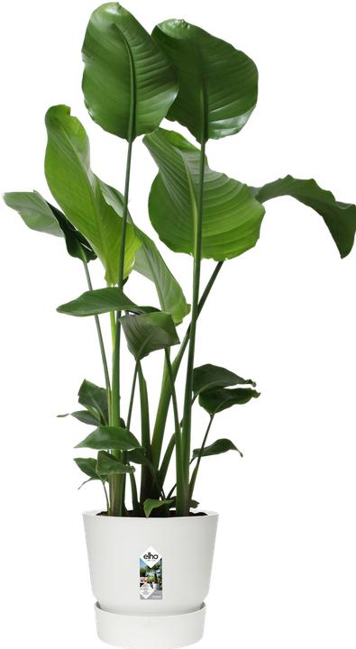 Produktbild Elho Greenville (29.50 x 29.50 x 27.80 cm)