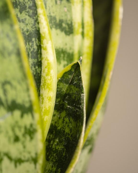 Produktbild feey Schwiegermutterzunge (15 cm, Frisch umgetopft)