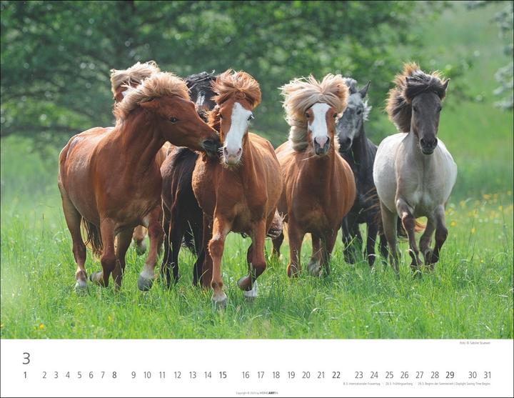 Produktbild Islandpferde Kalender 2026 (44 x 34 cm)