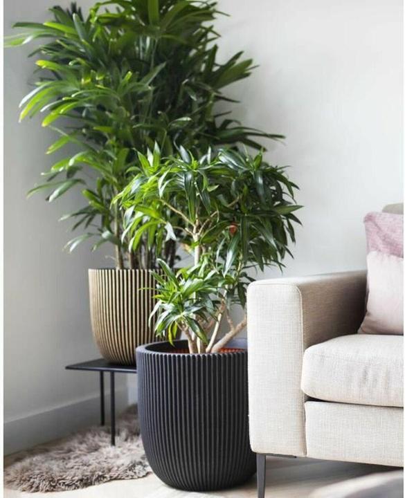 Produktbild Capi Morgan (43 x 41 cm)