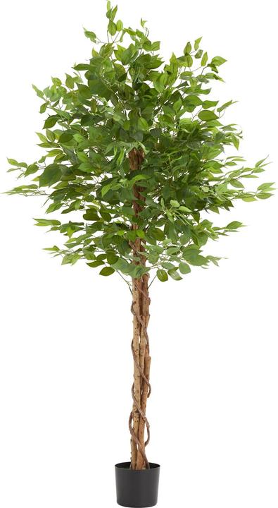 Produktbild tectake Ficusbaum Fida (180 cm)
