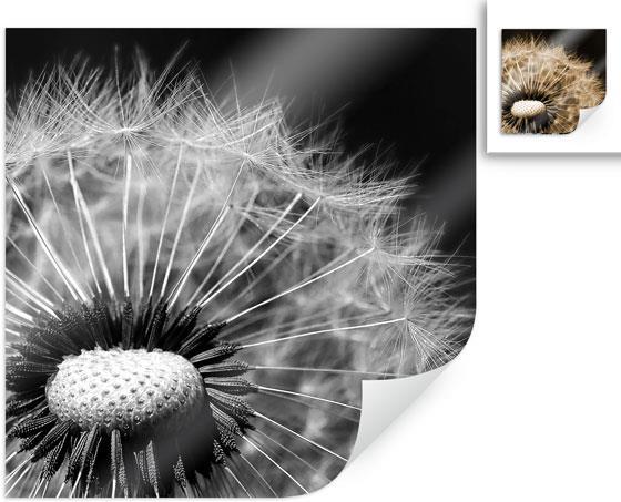 Produktbild Trenddeko Dandelion (60 x 60 cm)