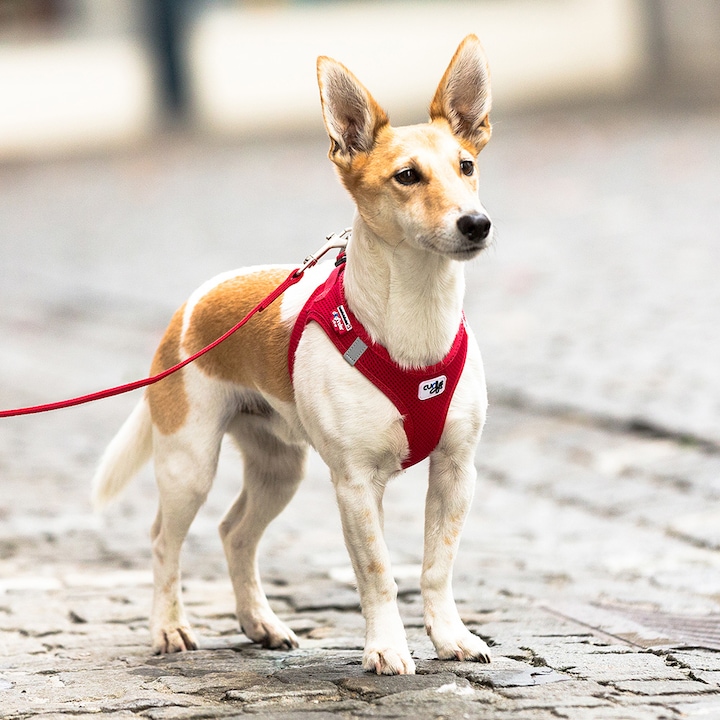 Image du produit Curli Harnais Vest Air-Mesh M, Ruby (M, Chien, Général)