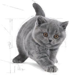 Produktbild Royal Canin British Shorthair Kitten (Junior, 1 Stk., 2000 g)