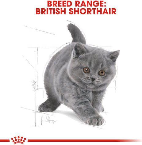 Produktbild Royal Canin British Shorthair Kitten (Junior, 1 Stk., 2000 g)