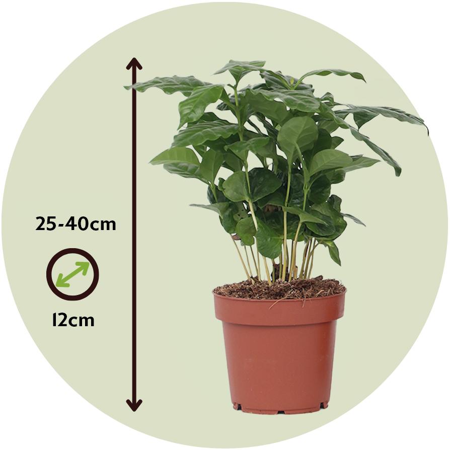 Thumbnail - Plant in a Box, Pflanzen, Coffea arabica - 4er Set Kaffeepflanze (25 cm)