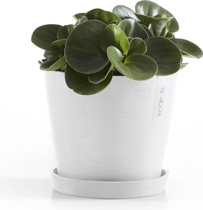 Actual product image Ecopots Saucer Round