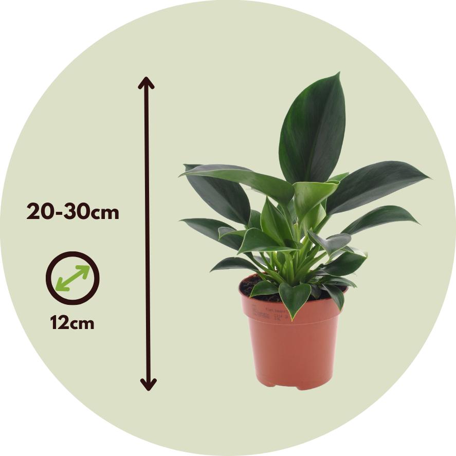 Thumbnail - Plant in a Box, Pflanzen, Philodendron 'Green Princess' - Baumfreund (20 cm)
