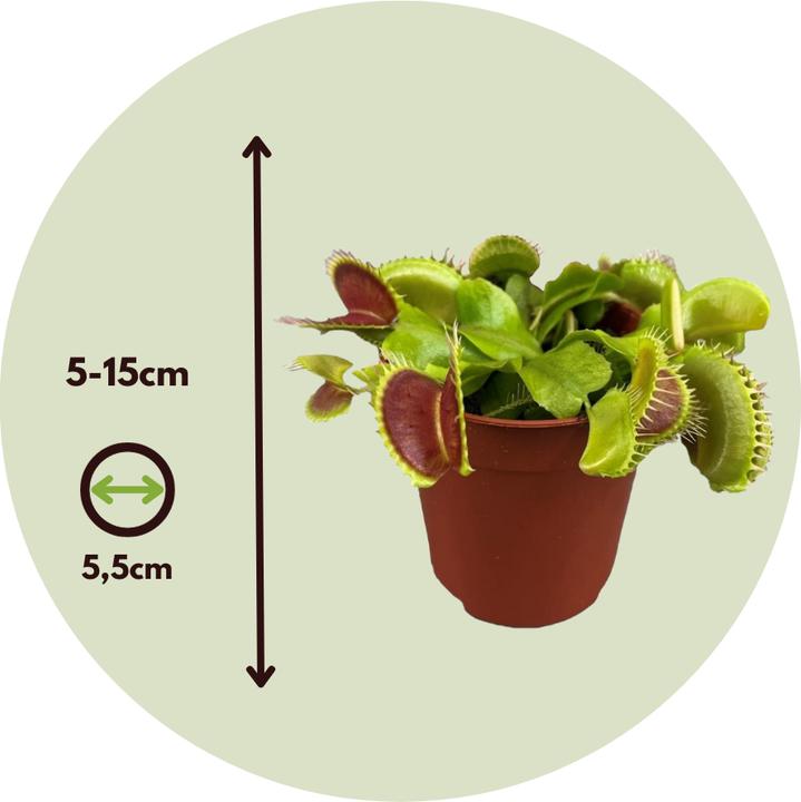 Produktbild Plant in a Box Dionaea muscipula - (7 cm)