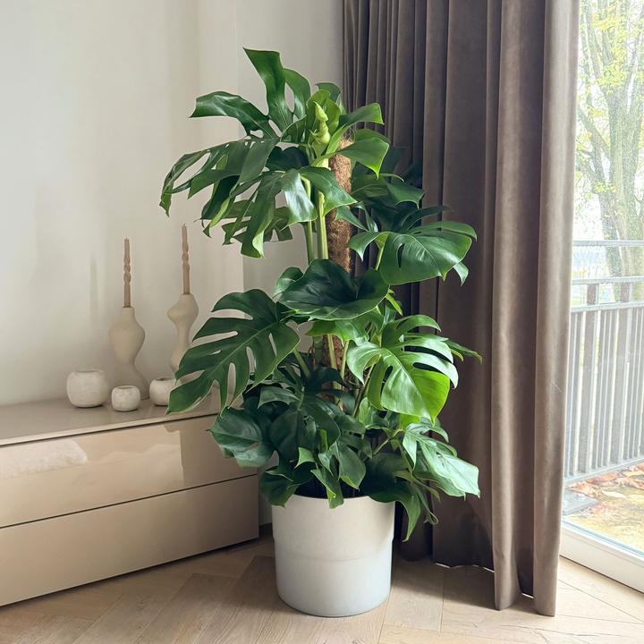 Produktbild Plant in a Box Monstera Deliciosa - Affenmaske (130 cm)