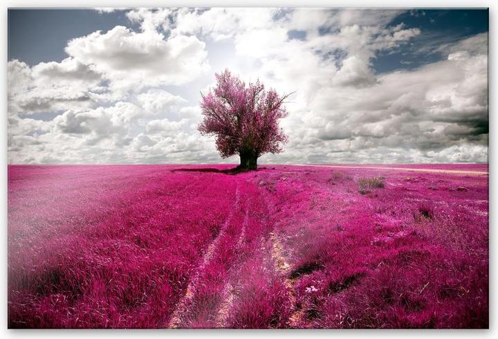 Actual product image Trenddeko The Lonely Tree (60 x 40 cm)