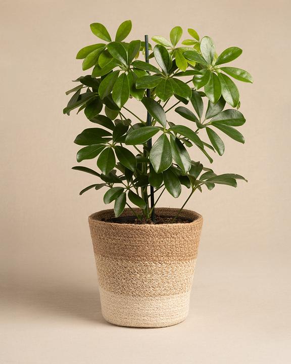 Actual product image feey Pflanzenkorb aus Jute (17 cm)
