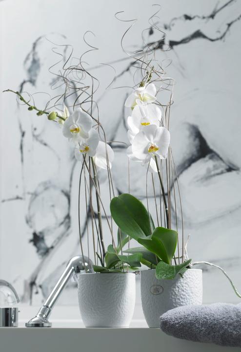 Actual product image Soendgen Boston (16 x 15 cm)