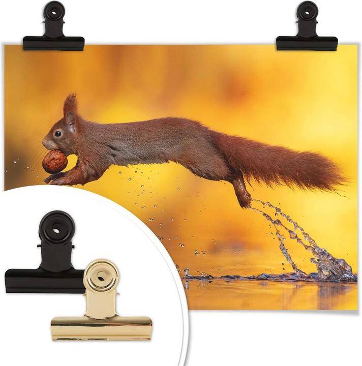 Produktbild Trenddeko van Duijn - Eichhörnchen im Sprung (60 x 50 cm)