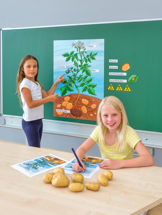 Image du produit Betzold La plante de pomme de terre