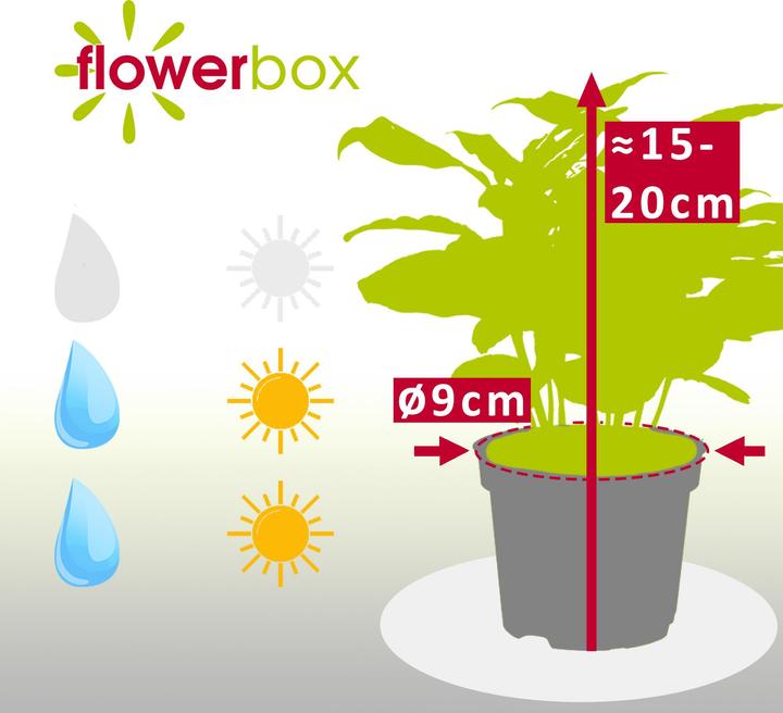 Produktbild Flowerbox Kaffeepflanze - Coffea Arabica (20 cm)