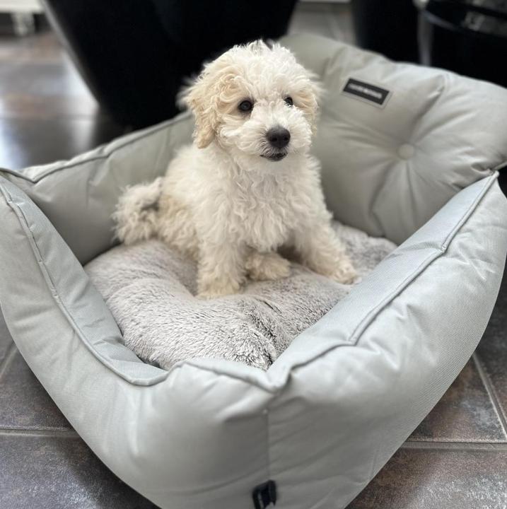 Actual product image Nordic Paws Cozy Lux (Dog, Washable)