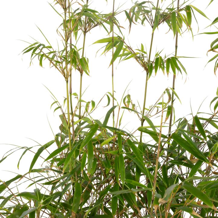 Actual product image Flowerbox Garden bamboo - Fargesia rufa