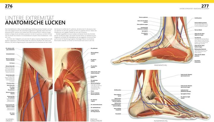 Produktbild Anatomie und Physiologie (Deutsch, Alice Roberts, Andreas Held, Simone Blass, Nikola Schmidt, 2023)