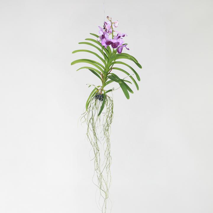 Produktbild Plant in a Box Vanda 'Lila' - Orchidee (60 cm)