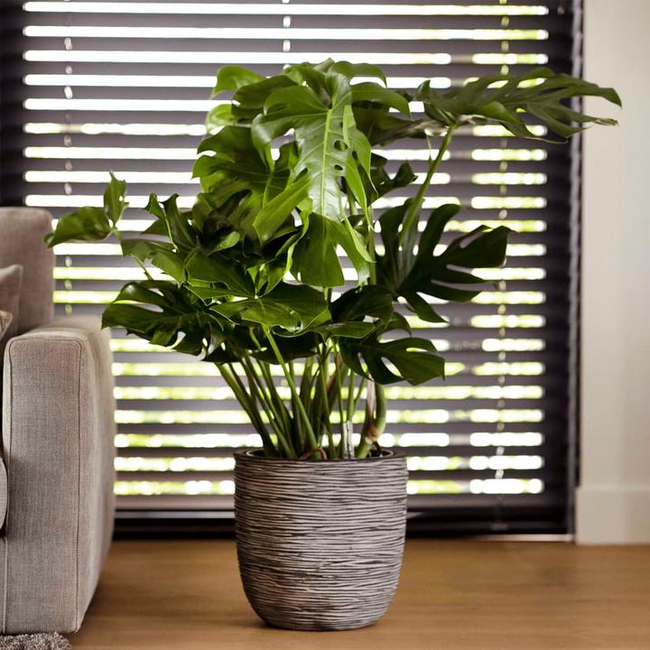 Produktbild Capi Blumentopf (43 x 43 x 41 cm)