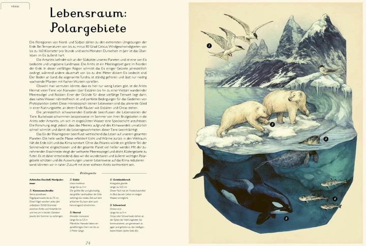 Produktbild Das Museum des Meeres (Deutsch, Loveday Trinick, Teagan White, 2021)