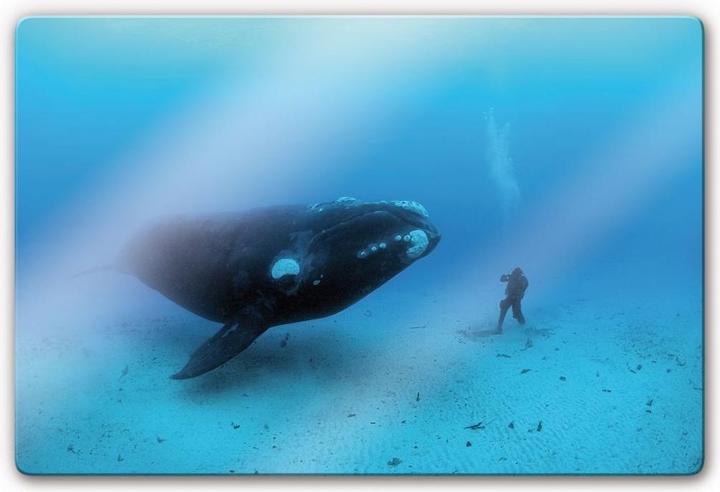 Produktbild National Geographic NG Walfisch mit Taucher (60 x 40 cm)