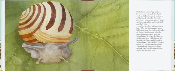 Schau mal, eine Schnecke! (Tedesco, Bärbel Oftring, Jana Walczyk, 2025)