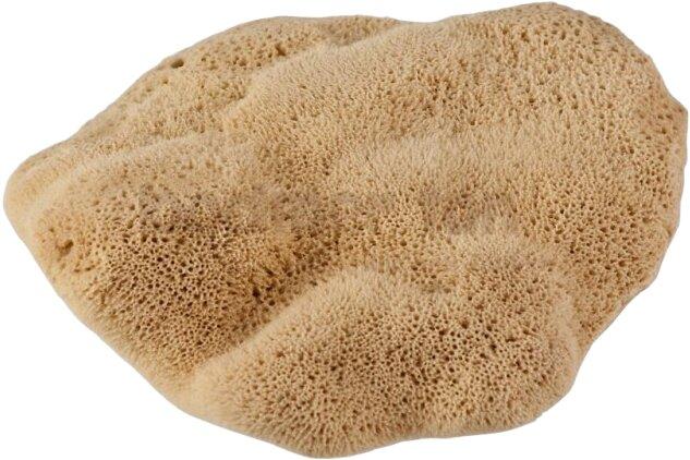 Actual product image Werkstarck 'Natural sponges "elephant ears"' (1 pcs.)