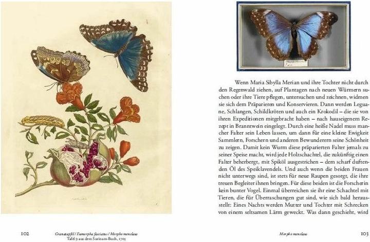 Produktbild Maria Sibylla Merians Reise zu den Schmetterlingen (Deutsch, Boris Friedewald, 2015)