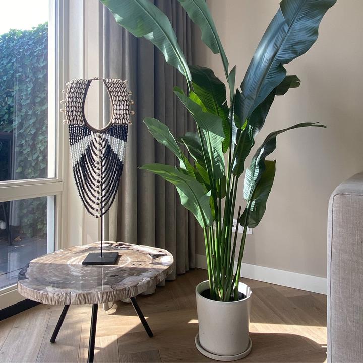Immagine prodotto Plant in a Box Strelitzia - (160 cm)
