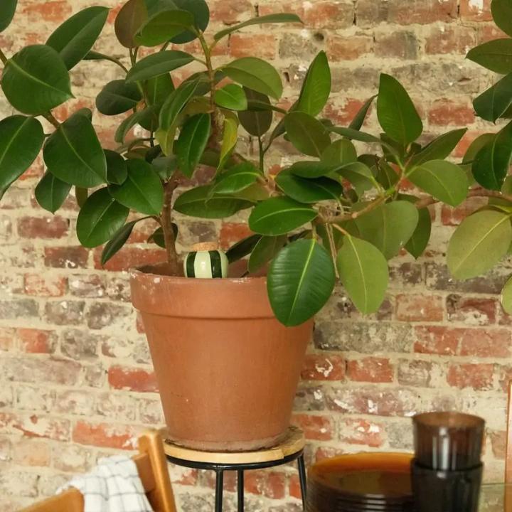 Actual product image Pepin Olla (Clay cone)