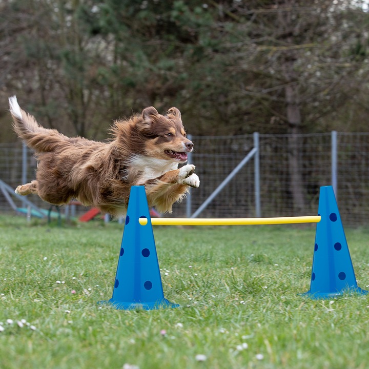 Actual product image Relaxdays hurdle set (Agility)