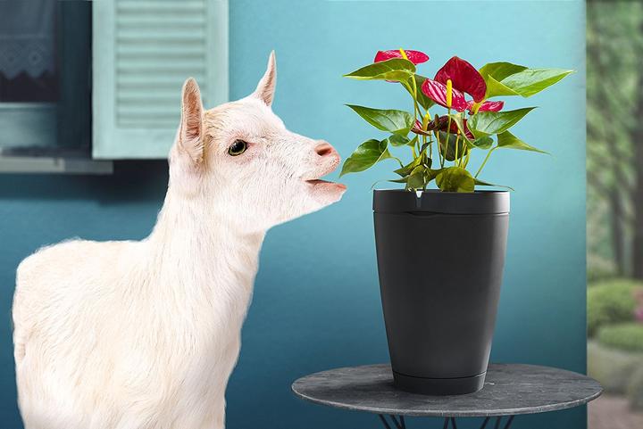 Produktbild Parrot Flower Power Pot Pflanzensensor