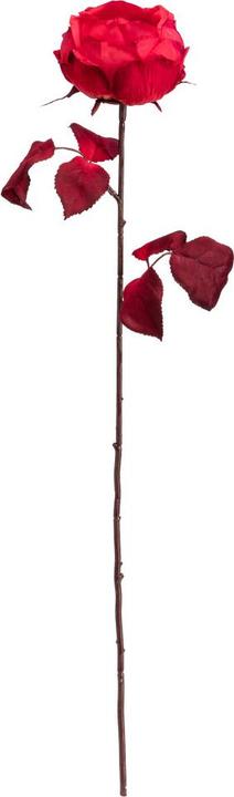 Image du produit pfister Celebration