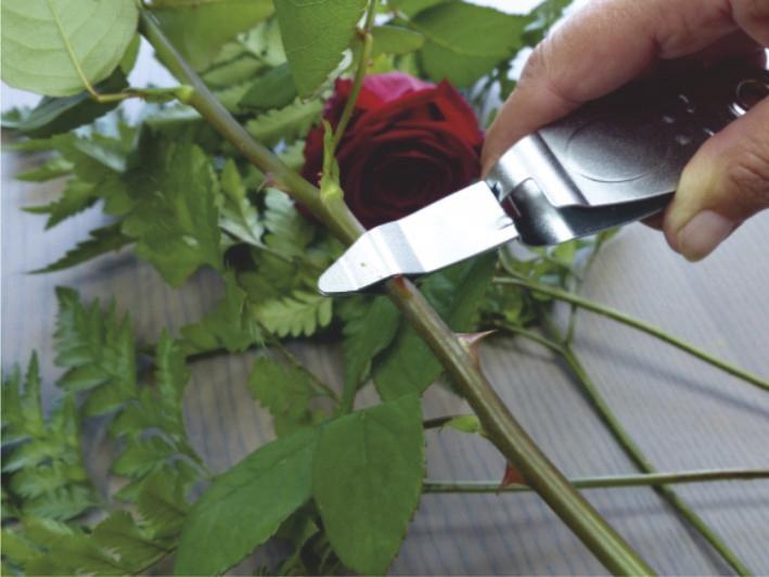 Image du produit Garten Primus Épineur de roses, longueur : 145 mm (14.50 cm)