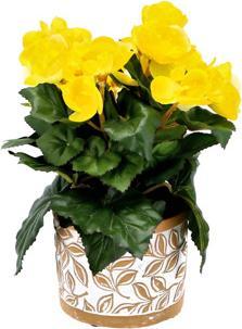 Actual product image Pot Olea Cylinder Brown 11 cm