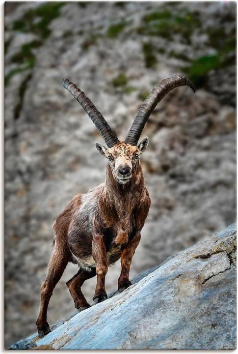 Produktbild Artland Steinbock mit grossen Hörnern U3VG (40 x 60 cm)