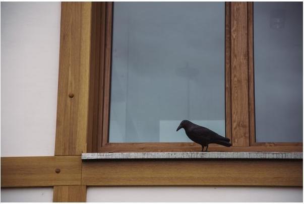 Actual product image Bradas Bird repellent