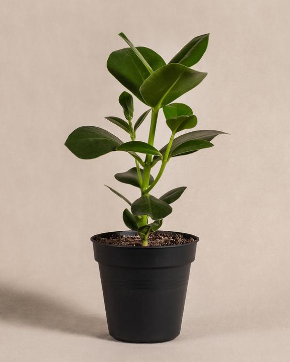 feey Clusia rosea 'Princess' (45 cm, Appena rinvasata)