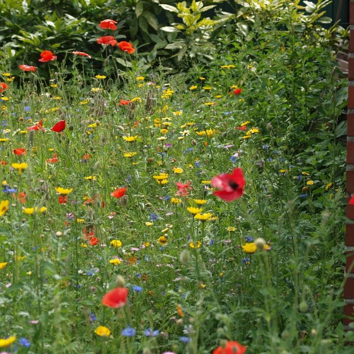 Produktbild Saatgeschwister Streuwiese - Friedvoll & Vertraeumt (Rasensamen)
