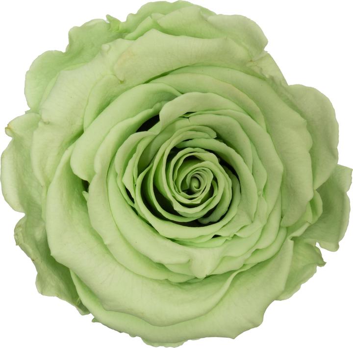 Produktbild Migros Ostschweiz Premium Rosen (Stabilisierte Rosen) im Kubus (Infinity Blumen)