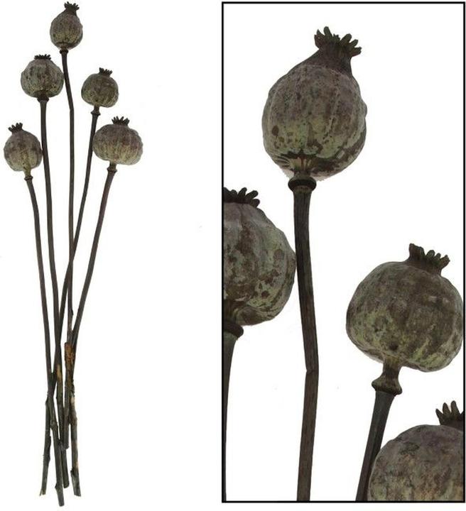 Image du produit Dijk Papaver gigantum (Fleurs séchées)